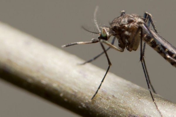 Artificial intelligence system monitoring mosquitoes using smart sensors, drones, and data analytics to prevent mosquito-borne diseases.